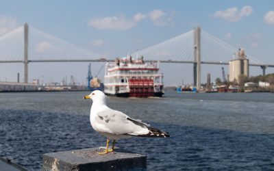 Best Time of Year for a Scenic Riverboat Cruise in Savannah
