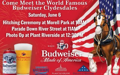 Budweiser Clydesdales Coming to River Street for Budweiser’s 150th Anniversary Celebration